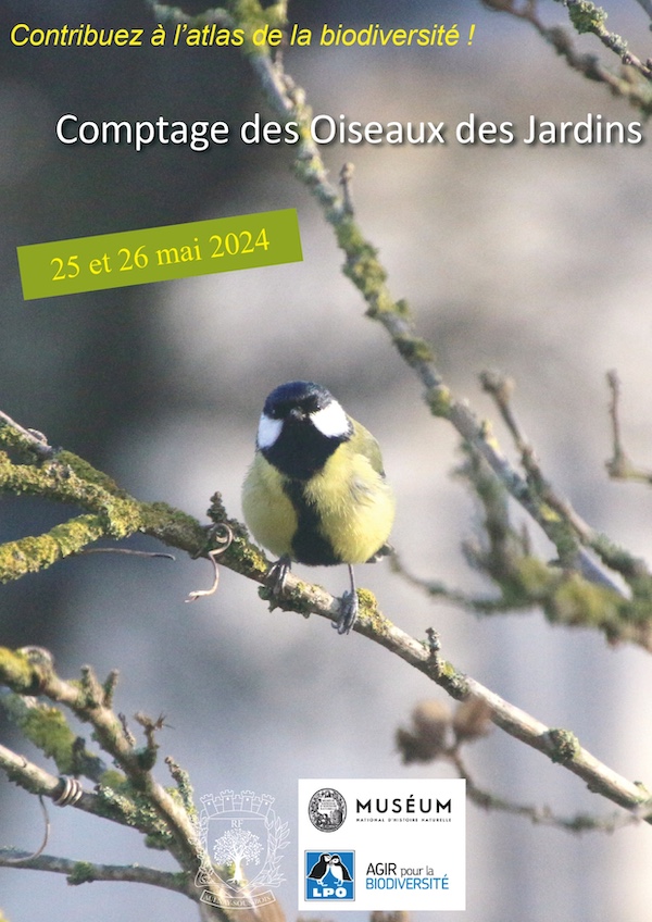 Comptage des oiseaux des jardins 2024